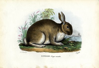 Rabbit, 1863-79 af Raimundo Petraroja